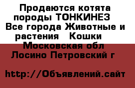 Продаются котята породы ТОНКИНЕЗ - Все города Животные и растения » Кошки   . Московская обл.,Лосино-Петровский г.